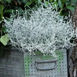 kalocefalus-patyczak-browna-idealna-sadzonka-do-twojego-ogrodu-kompopzycji