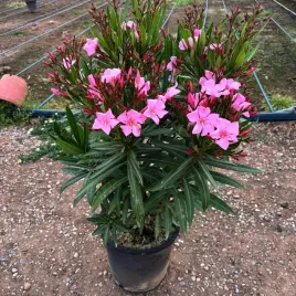 oleander-xxl-nerium-w-doniczce-20l-egzotyka-z-poludnia-w-twoim-ogrodzie