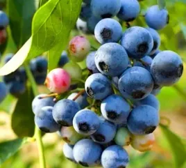 borowka-bluecrop-sadzonka-w-doniczce-najpopularniejsza-z-borowek-plenna