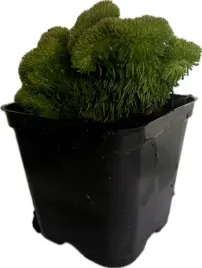 rozchodnik-oscisty-cristatum-ucho-tesciowej-sadzonka-w-doniczce