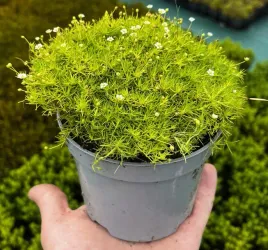 karmnik-gold-oscisty-szydlasty-zloty-dywan-aurea-sadzonka-w-doniczce-p9