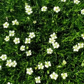 karmnik-zielony-oscisty-szydlasty-zielony-dywan-sadzonka-w-doniczce-p9