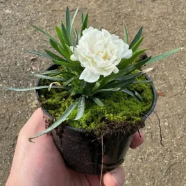 gozdzik-ogrodowy-bialy-elegancja-w-twoim-ogrodzie-sadzonka-w-doniczce-p10