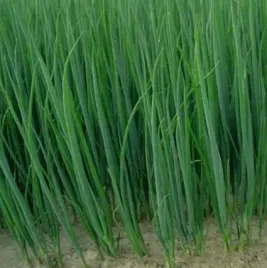 cebula-siedmiolatka-zdrowa-sadzonka-w-doniczce-p10-do-ogrodu-i-kuchni