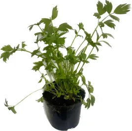 lubczyk-ogrodowy-naturalna-maggi-sadzonka-w-doniczce-p10-do-ogrodu-i-kuchni