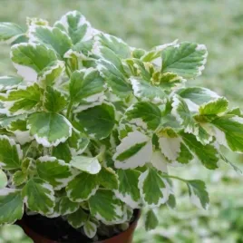 komarzyca-bialo-zielona-naturalny-odstraszacz-komarow-komarowiec-p10