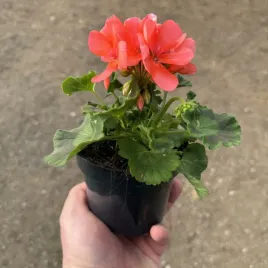 pelargonia-stojaca-lososiowa-krolowa-balkonow-sadzonka-w-doniczce-p12