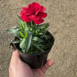 gozdzik-ogrodowy-czerwony-elegancja-w-twoim-ogrodzie-sadzonka-w-doniczce