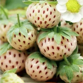 truskawka-pinberry-sadzonka-w-doniczce-ananasowy-smak-unikalny-wyglad