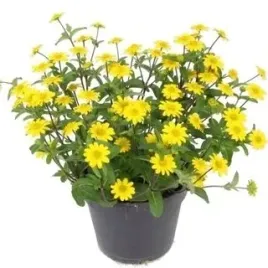 sanwitalia-rozeslana-zolte-sloneczka-na-twoim-balkonie-sadzonka-p10