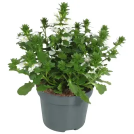 scewola-zwisajaca-biala-white-idealna-sadzonka-w-doniczce-p10-na-balkon