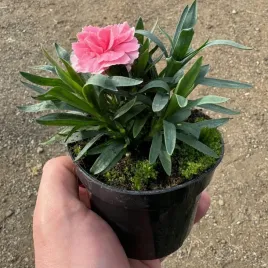 gozdzik-ogrodowy-rozowy-elegancja-w-twoim-ogrodzie-sadzonka-w-doniczce