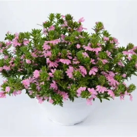 scewola-zwisajaca-rozowa-idealna-sadzonka-w-doniczce-p10-na-balkon-taras