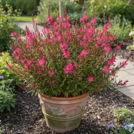 gaura-lindheimera-gaudi-red-sadzonka-w-doniczce-p10-na-taras-balkon-ogrod