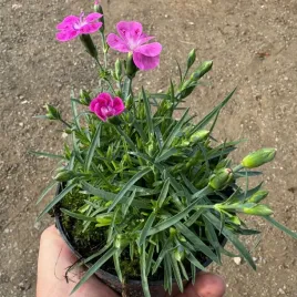 gozdzik-bylinowy-fioletowy-elegancja-w-twoim-ogrodzie-sadzonka-w-doniczce