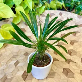 palma-madagaskaru-pachypodium-lamerei-egzotyczna-sadzonka-w-doniczce-5-5