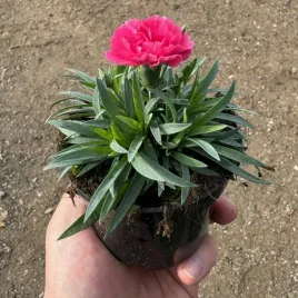 gozdzik-ogrodowy-ciemno-rozowy-elegancja-w-ogrodzie-sadzonka-w-doniczce-p10