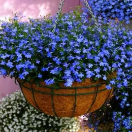 lobelia-zwisajaca-niebieska-blekitny-wodospad-kwiatow-sadzonka-p10