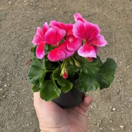 pelargonia-stojaca-rozowa-z-jasna-otoczka-sadzonka-w-doniczce-p12-na-taras