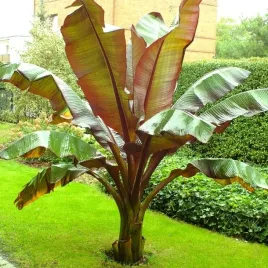 bananowiec-abisynski-musa-ensete-maurelii-bordowa-eksplozja-kolorow