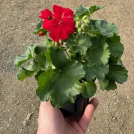 pelargonia-stojaca-czerwona-krolowa-balkonow-sadzonka-w-doniczce-p12