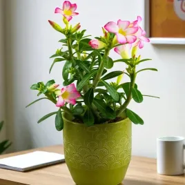 roza-pustyni-adenium-basic-pink-sadzonka-w-doniczce-5-5-do-twojego-domu