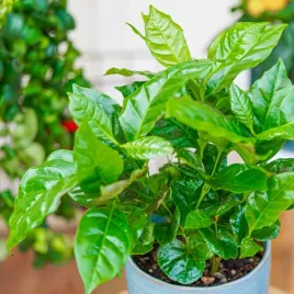 kawa-arabska-sadzonka-w-doniczce-aromatyczna-coffea-arabica-nana-do-domu