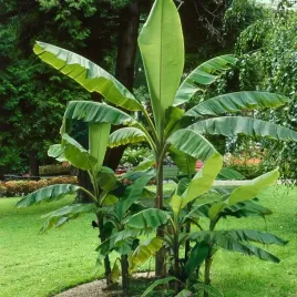 bananowiec-musa-dwarf-cavendish-tropiki-w-twoim-ogrodzie-15-25cm-sadzonka