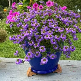 scewola-zwisajaca-niebieska-fioletowa-sadzonka-w-doniczce-p10-na-balkon