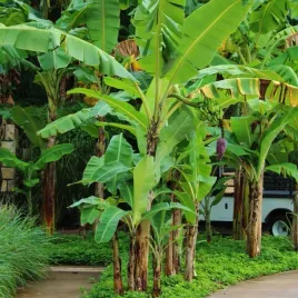 bananowiec-musa-basjoo-tropiki-w-twoim-ogrodzie-20-35cm-sadzonka-premium