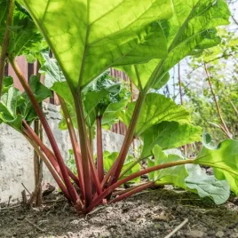 rabarbar-ogrodowy-sadzonka-w-doniczce-p10-wieloletni-do-ogrodu-zielnika