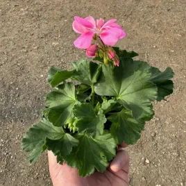 pelargonia-stojaca-jasno-rozowa-sadzonka-w-doniczce-p12-na-taras-balkon