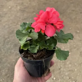 pelargonia-stojaca-rozowa-krolowa-balkonow-sadzonka-w-doniczce-p12-pink