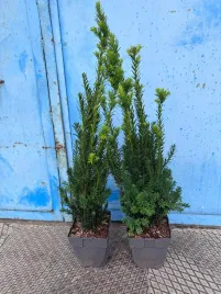 cis-posredni-hillii-sadzonki-na-zimozielony-zywoplot-40-60cm-doniczka-c3