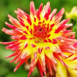 dalia-kaktusowa-vuurvogel-1-szt