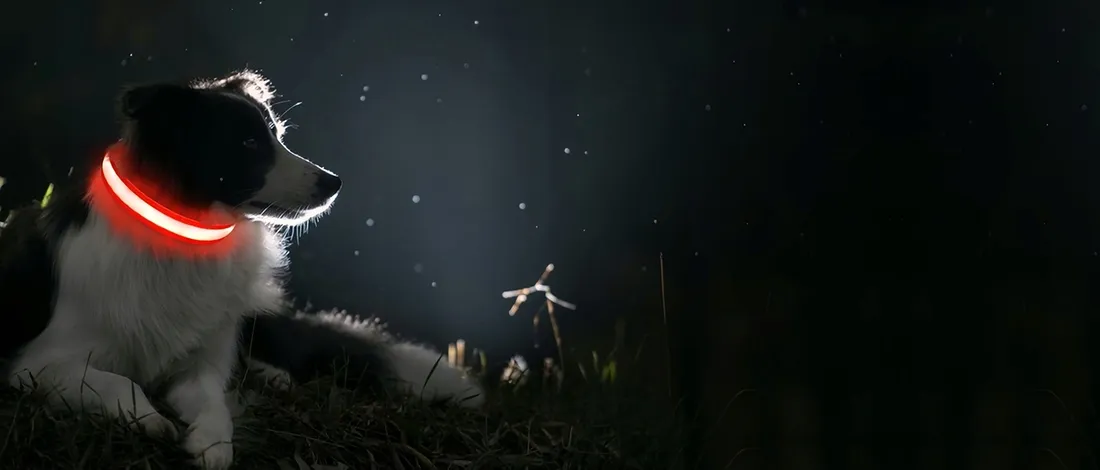 obroza-led-rozowa-m-stan-nowy