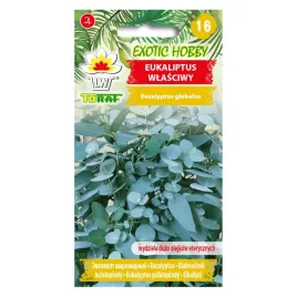 eukaliptus-wlasciwy-10-szt