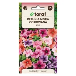 petunia-niska-zylkowana-01g