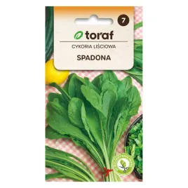 cykoria-lisciowa-spadona-5g