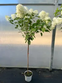 hortensja-vanille-fraise-pbr-bukietowa-na-pniu-7-5-l