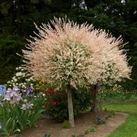 wierzba-calolistna-hakuro-nishiki-na-pniu-3l