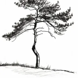 plakat-40x40cm-samotna-sosna