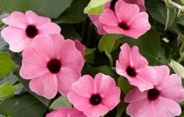 thunbergia-alata-tunbergia-oskrzydlona-sadzonka-rozowa