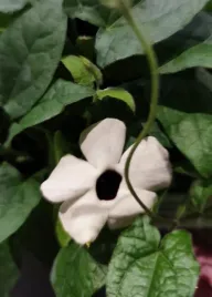 thunbergia-alata-tunbergia-oskrzydlona-sadzonka-biala