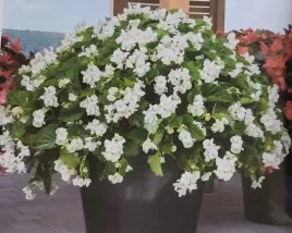 begonia-dragon-white-biala-sadzonka