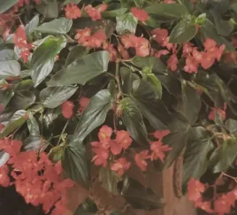 begonia-dragon-red-czerwona-sadzonka