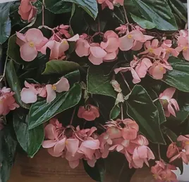 begonia-dragon-pink-rozowa-sadzonka