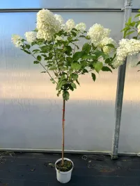 hortensja-vanille-fraise-pbr-bukietowa-na-pniu-7-5l-piekne-pachnace-kwiaty