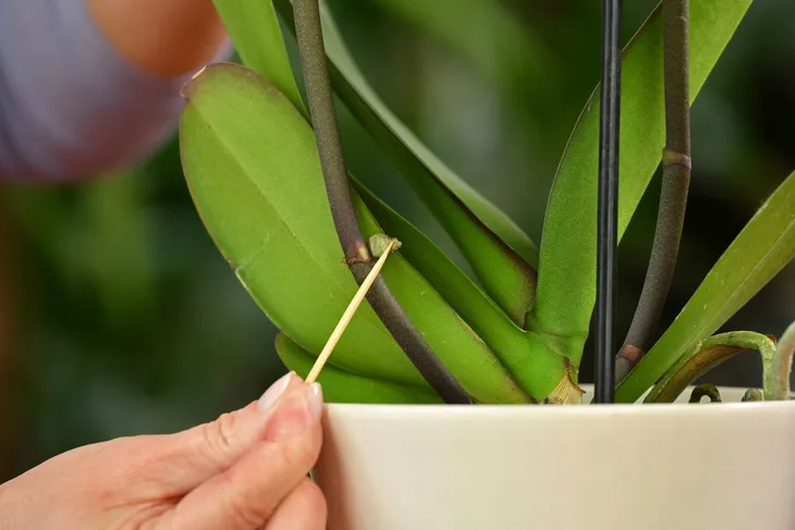 bopon-orchid-booster-aktywator-wzrostu-pedow-kwiatowych-storczykow-biopon-zastosowanie-do-pielegnacji-kwiatow-do-roslin-domowych