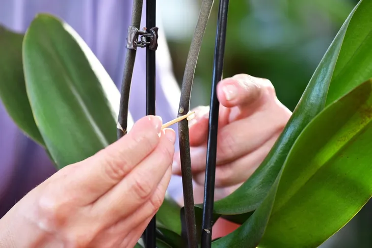 bopon-orchid-booster-aktywator-wzrostu-pedow-kwiatowych-storczykow-biopon-stan-opakowania-oryginalne